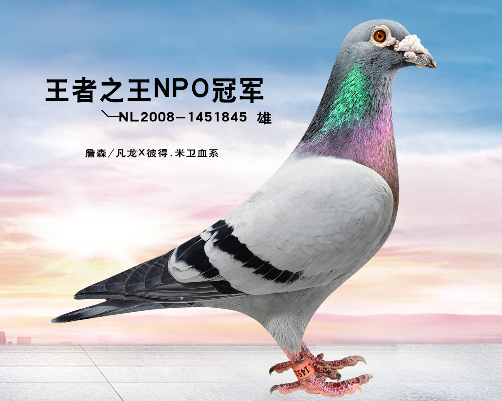 王者之王npo冠军