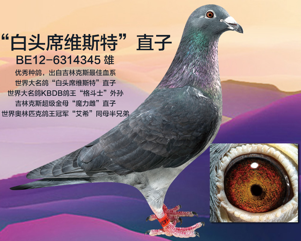 "白头席维斯特"直子